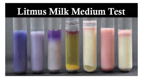 litmus milk test|Litmus Milk Test (Reference) : Microbiology Virtual Lab II .